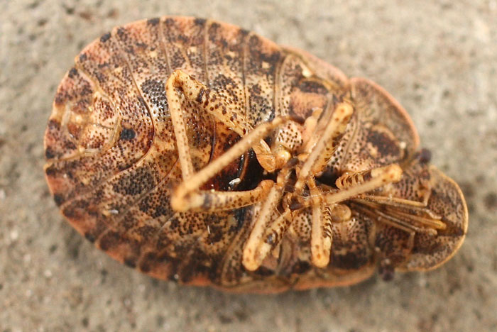 From Bulgaria, a Scutellarid species? No, Pentatomidae: Sciocoris homalonotus